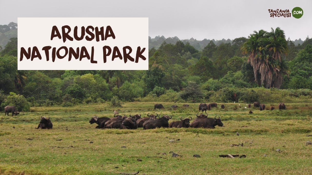 Explore Arusha National Park with Tanzania Specialist
