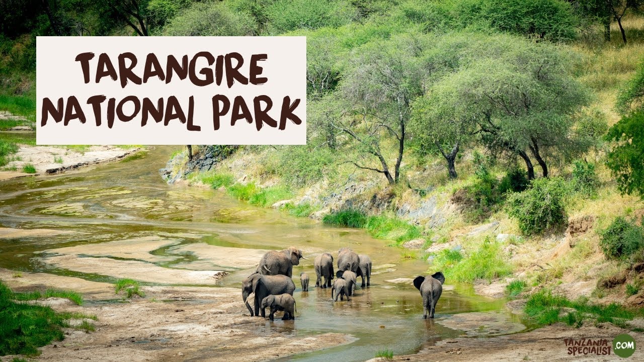 Explore Tarangire National Park with Tanzania Specialist