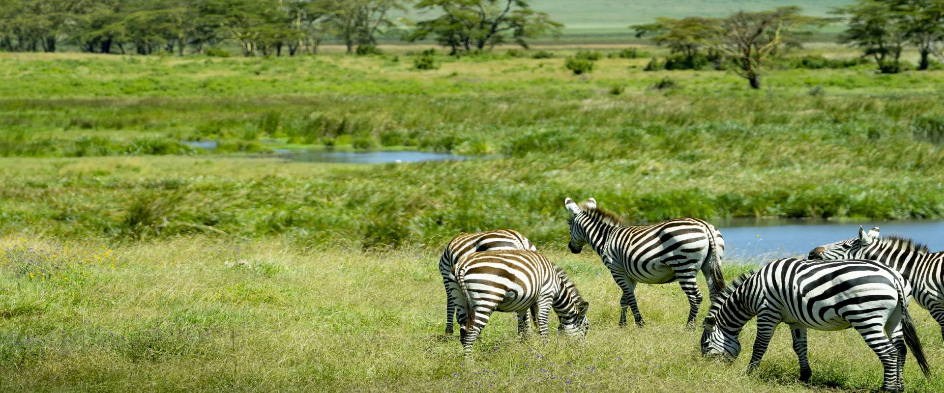 A group of zebras in the African Savannah