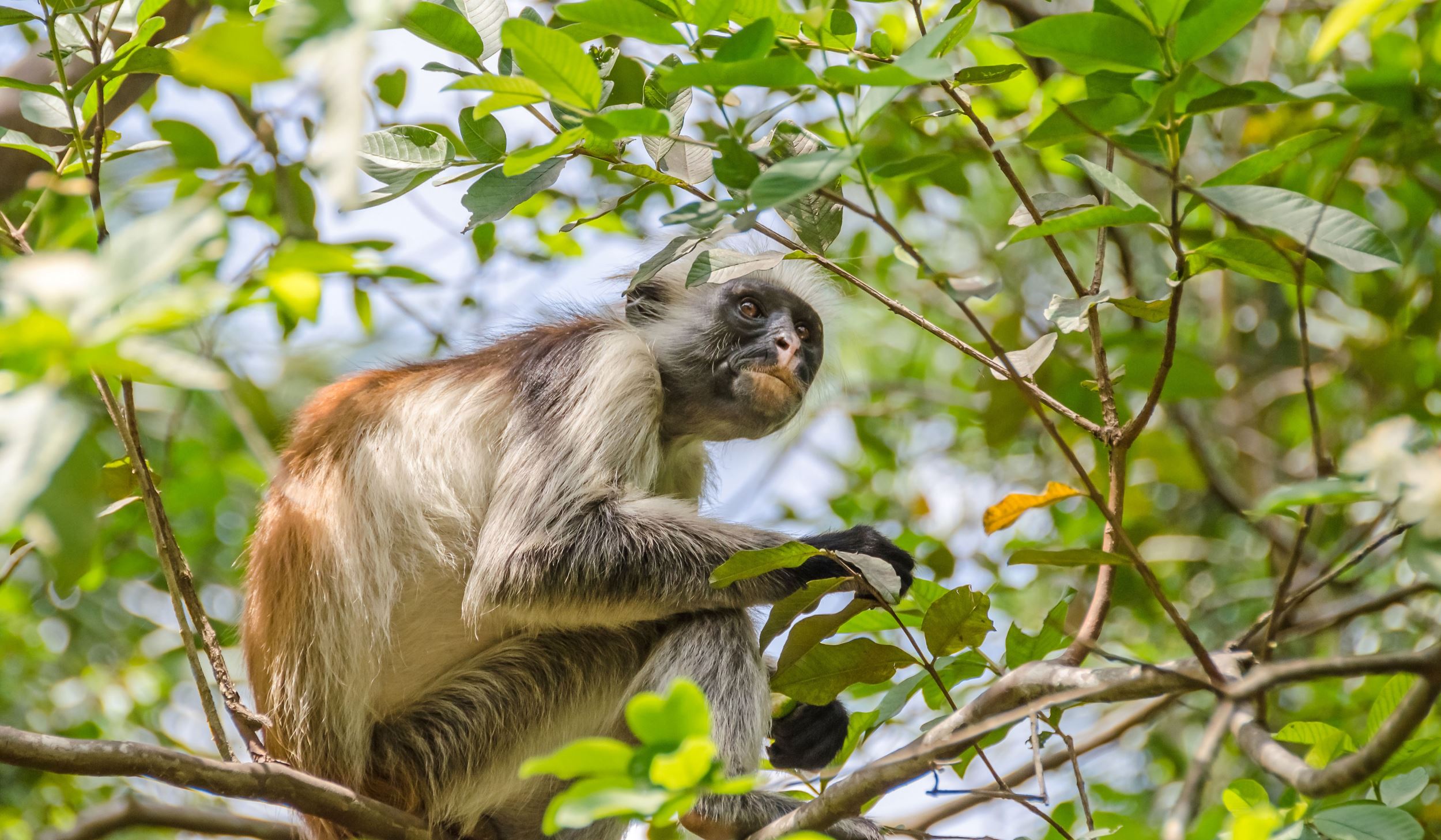 Jozani Forest – Half day