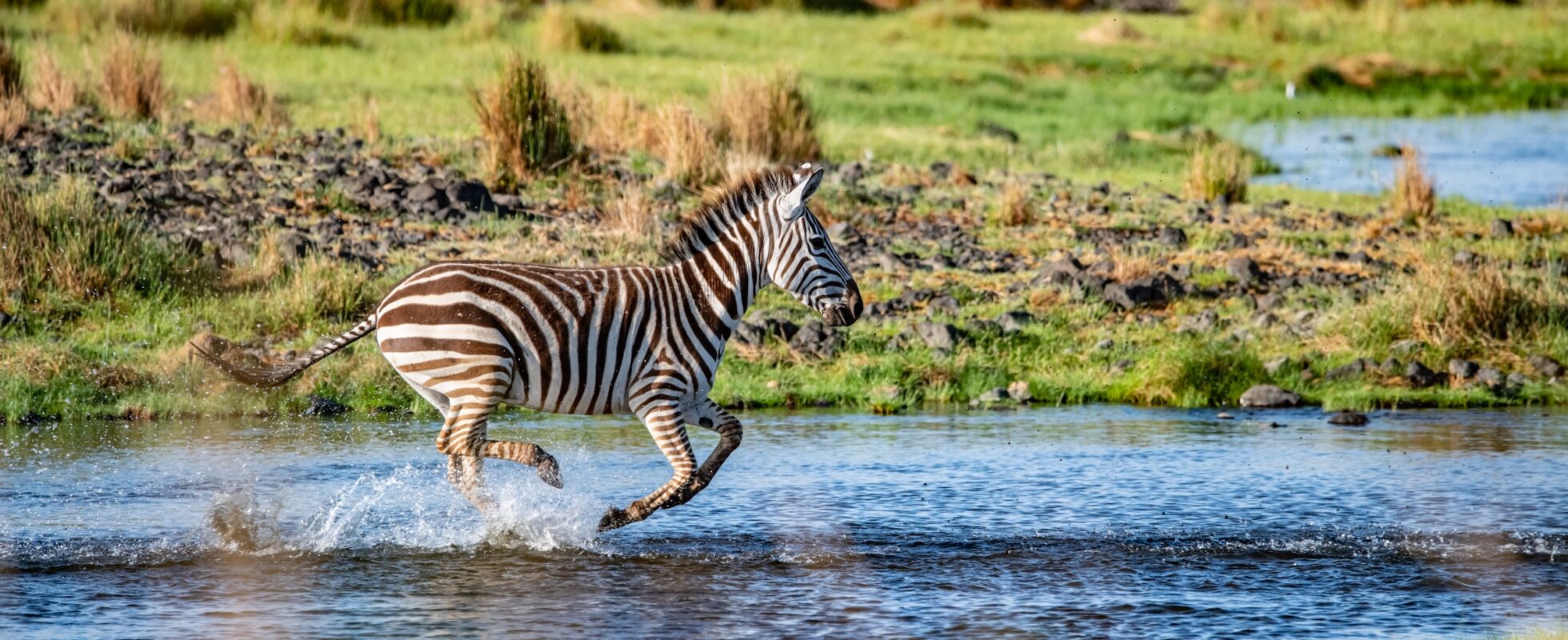Zebra running through the water surrounded by green grass