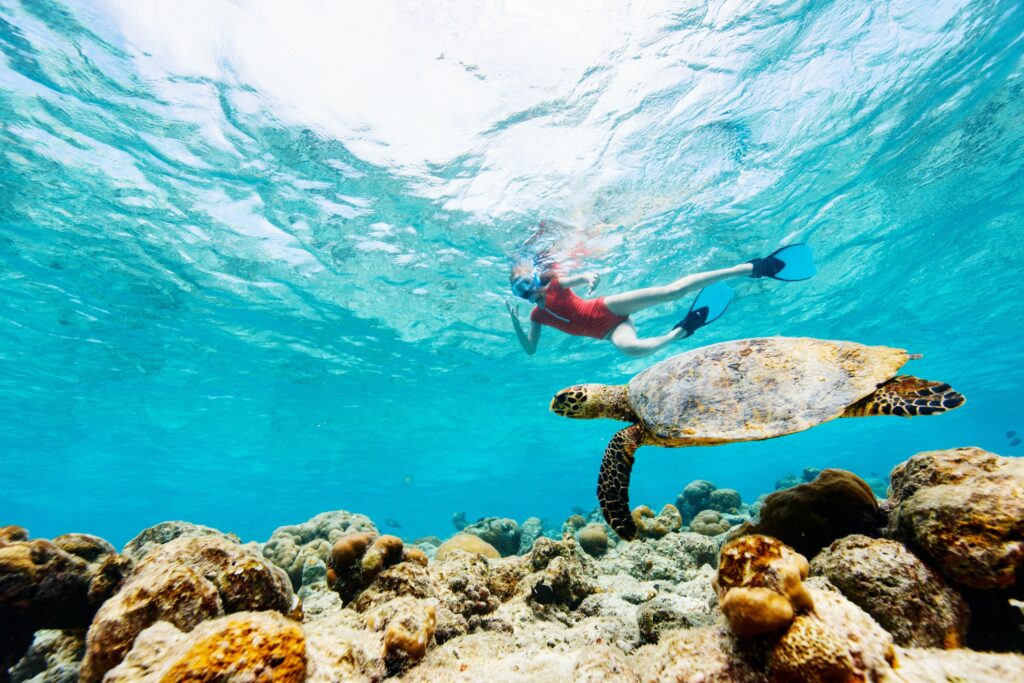 Snorkelling sea turtle