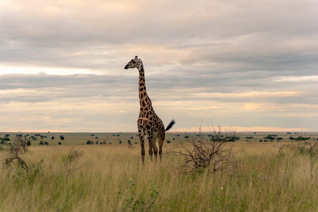 Giraffe in the savannah